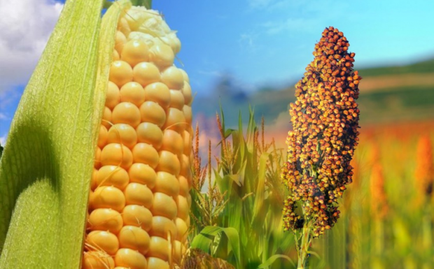 Foto de capa da notícia: Programa Troca troca de Sementes tem suas inscrições prorrogadas até amanhã (7)