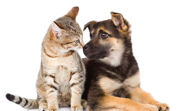 Foto de capa da notícia: Prefeitura de São José do Norte registra aumento nas castrações de animais em 2024