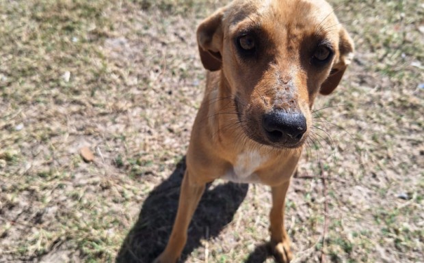 Foto de capa da notícia: Vacinação de cães comunitários é realizada pela Secretaria do Meio Ambiente